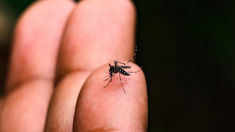 Governo do Estado lança portal “Dengue 100 Dúvidas” para informar população na luta contra o mosquito