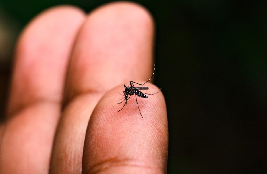 Governo do Estado lança portal “Dengue 100 Dúvidas” para informar população na luta contra o mosquito